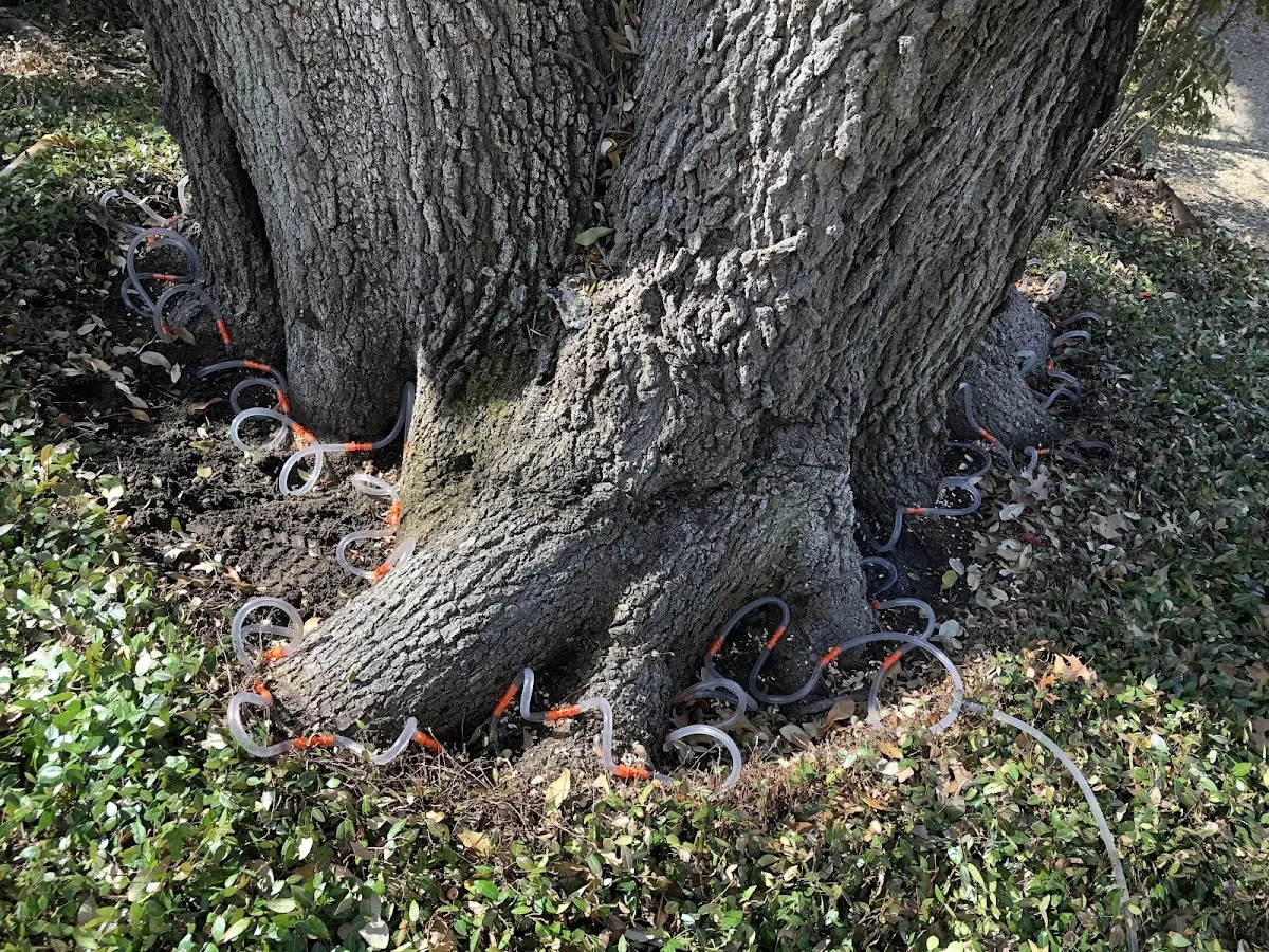 Detailed Shrub and Hedge Trimming job site in Bland