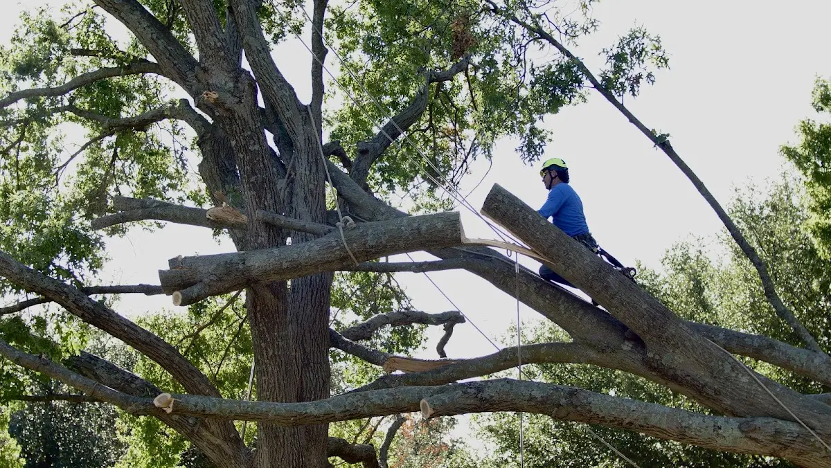 Professional Crown Thinning performed by certified arborists in Bland